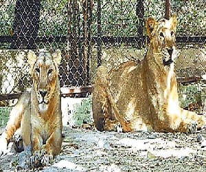 London doctors treating etawah lion